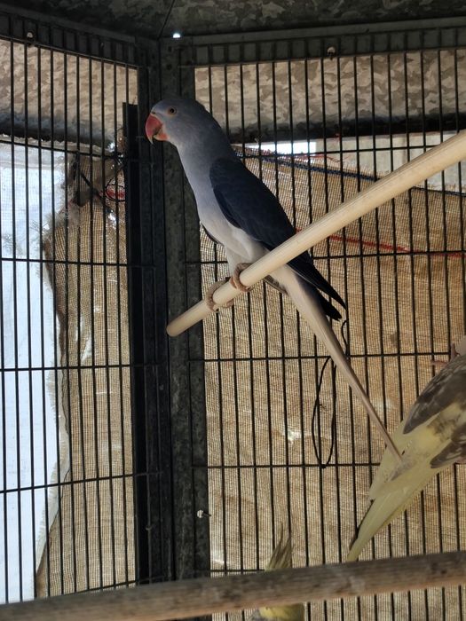 Ring neck cleartail