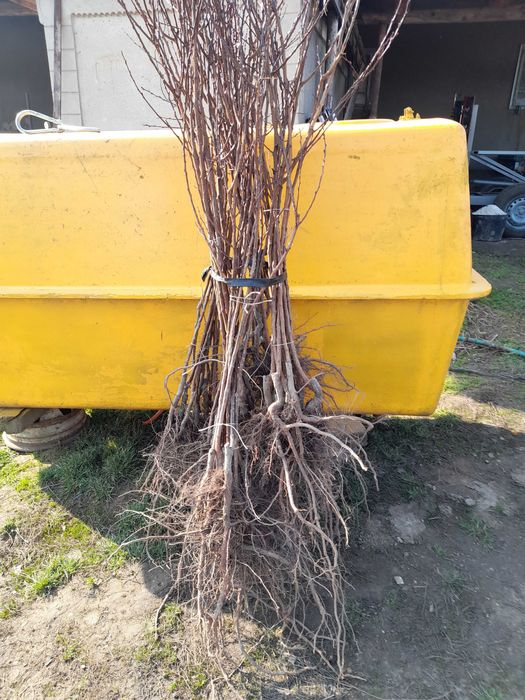 Садженці,абрикосу,та полуниці