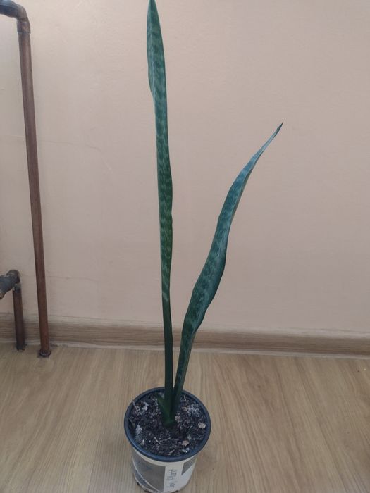 Sansewieria wysoka