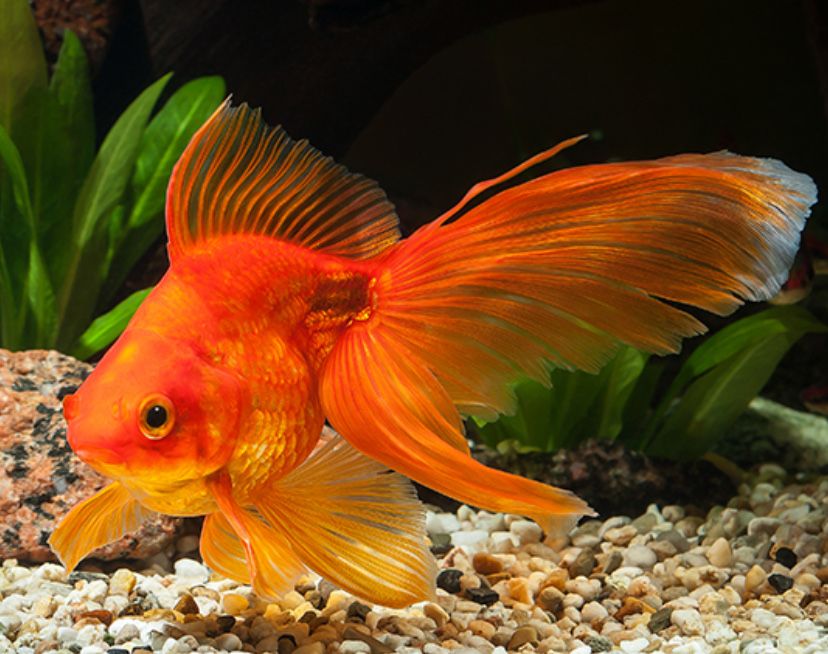 Welony zimnowodne - do oczka i akwarium 3-5 cm