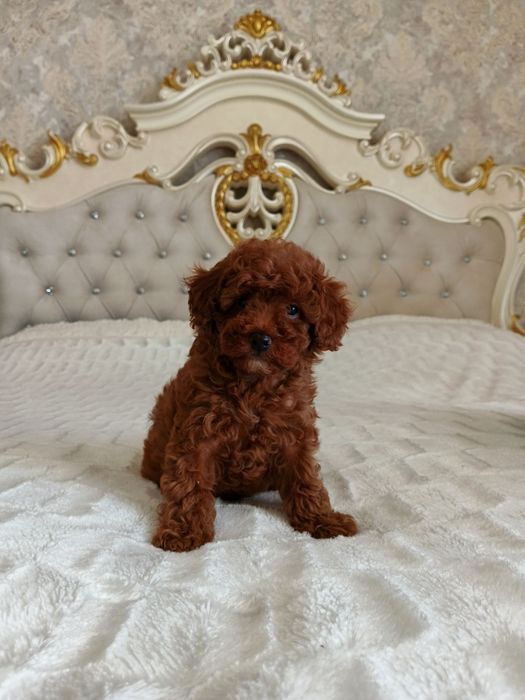 Очень красивые дети Той