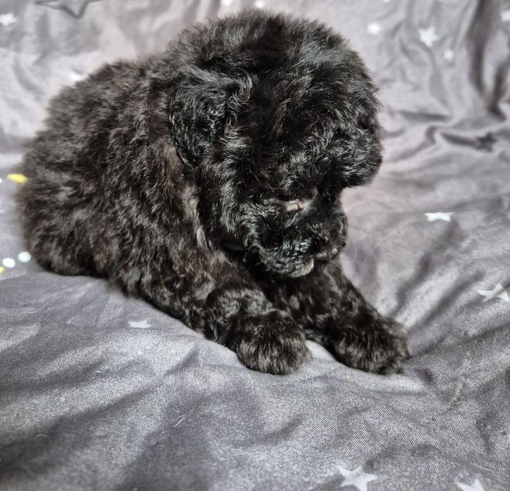 Pudel toy srebrny piesek
