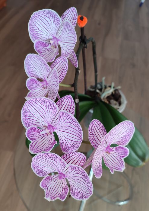 Орхідея Фаленопсис Біг лип квітуча сортова домашня - на фото оригінал