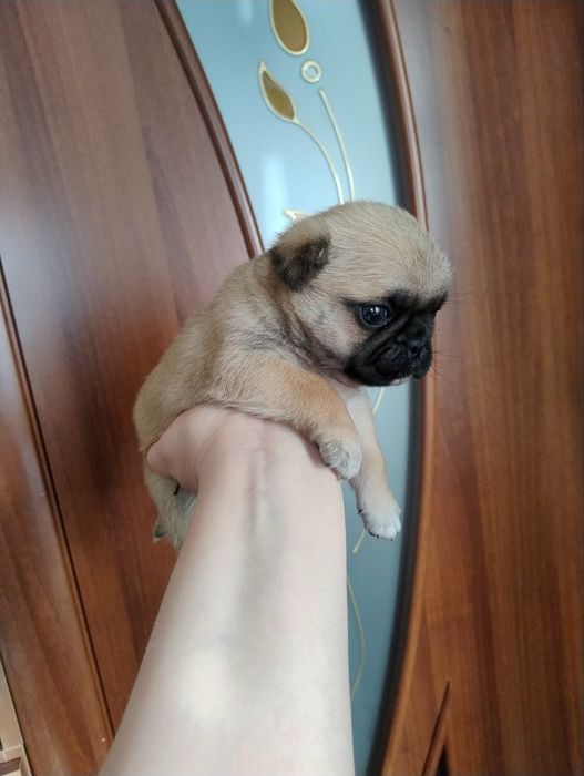 Продам чарівного хлопчика мопса