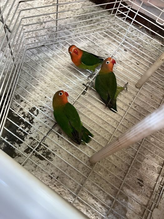 Hagaponis Ficher 2025