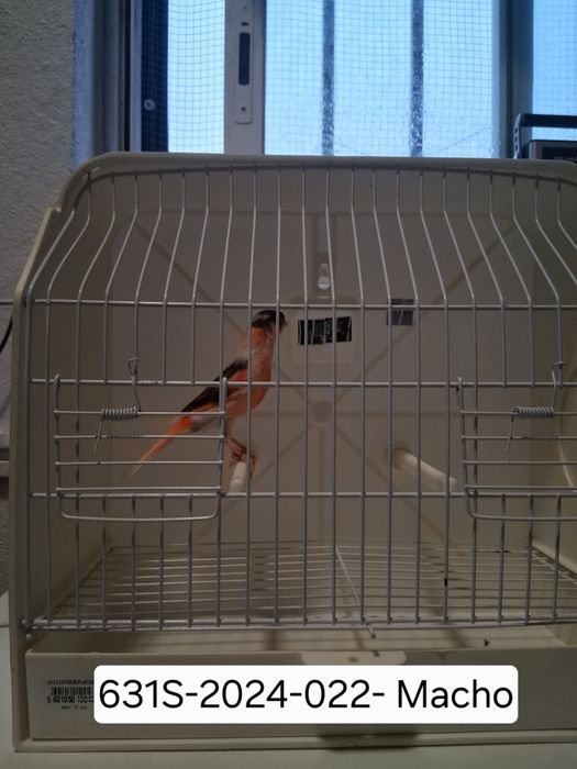 Canários Arlequim Português