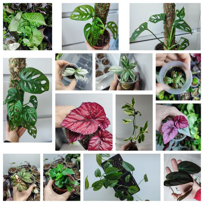 Продаж рослин, кімнатні рослини