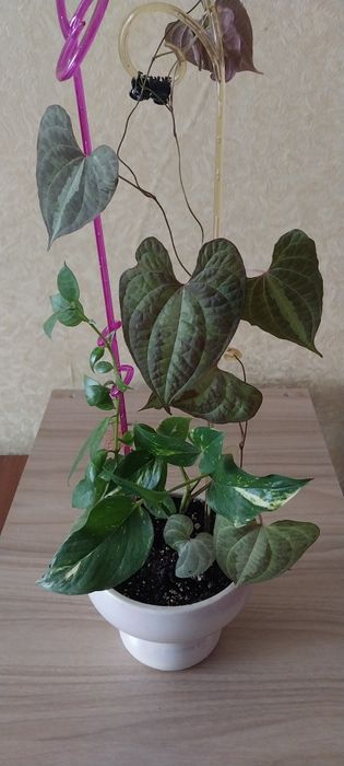 Комнатні квіти різні