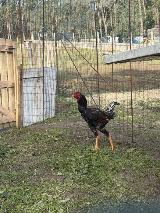 Pintos Indios Gigantes