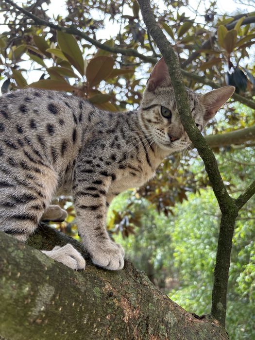Gato de raça Savannah