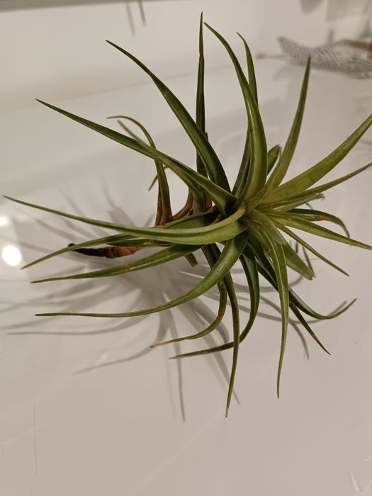 Plantas aéreas - tillandsias