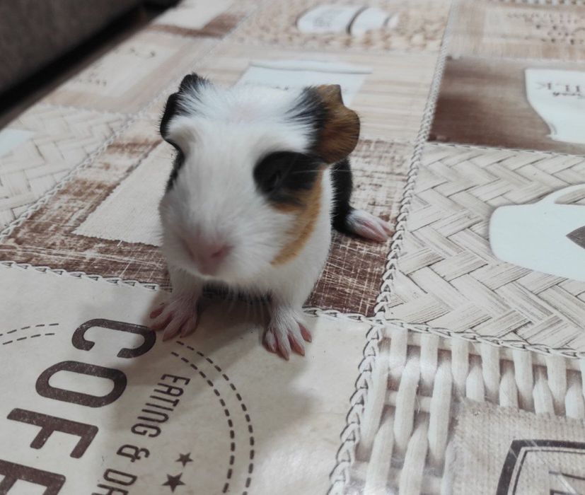 Три  морські свинки