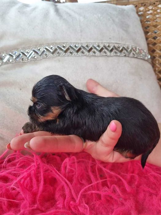 York czarno złoty piesek