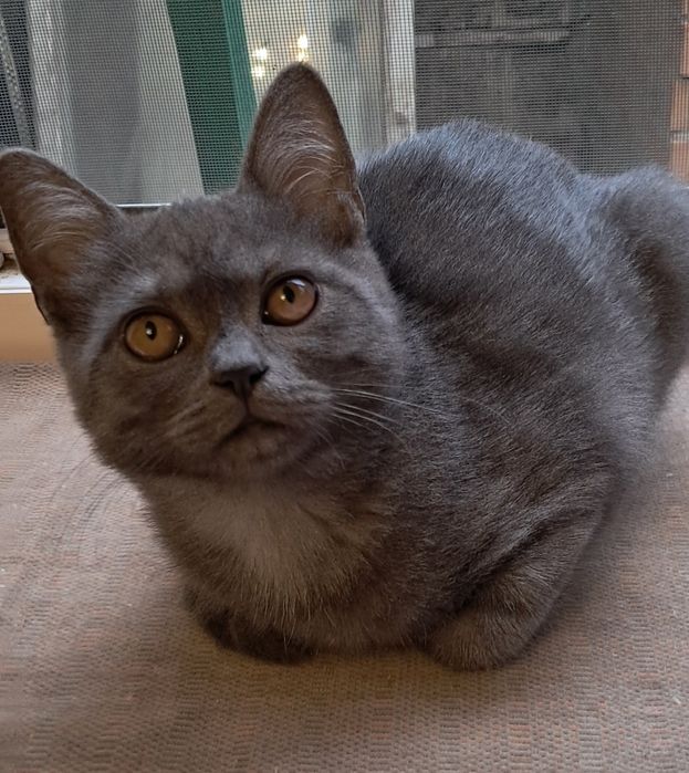 Шукаємо дім кошенятку