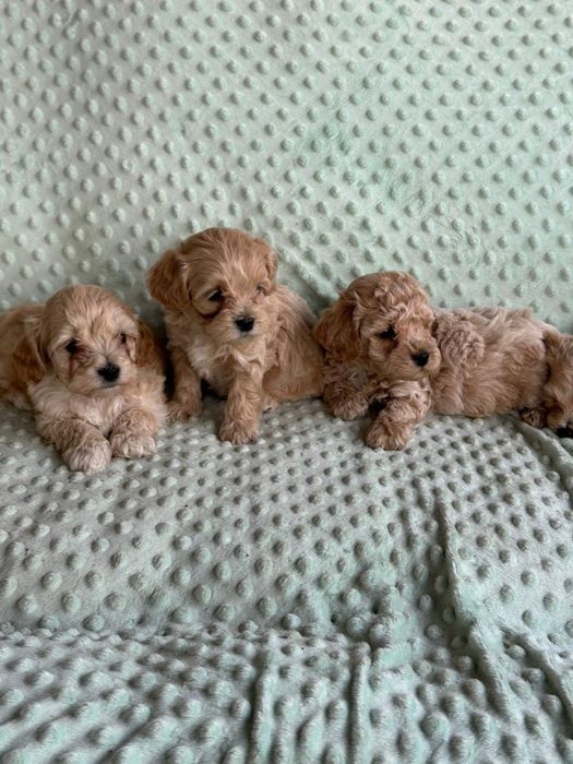 Мальтіпу F1 та F2