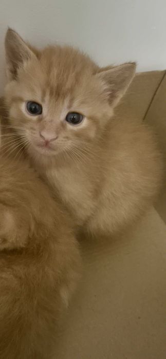 Котики в добрі руки