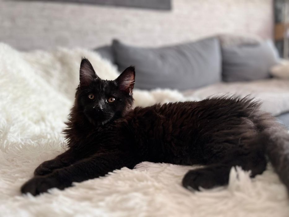 Czarny kocurek Maine Coon