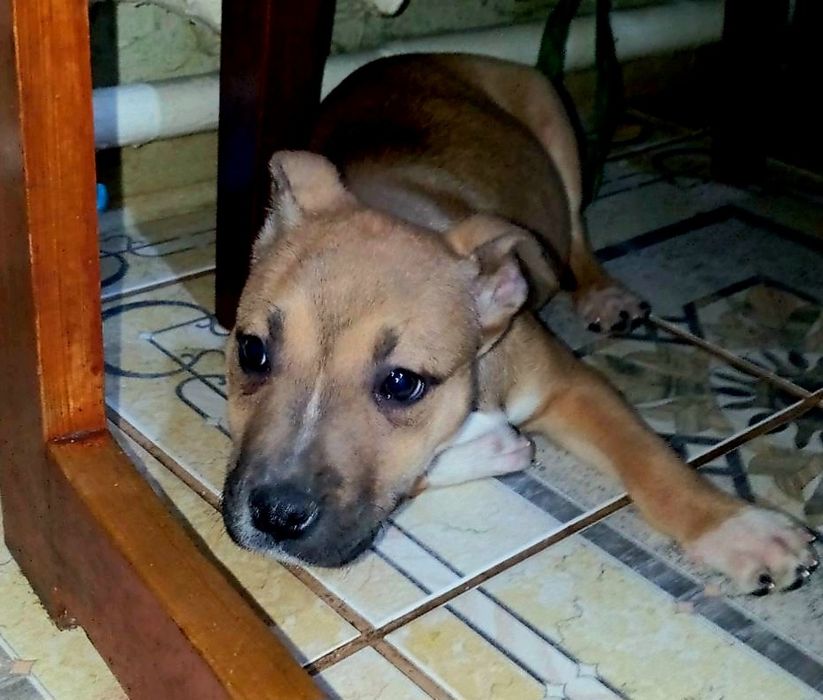 Цуценята Амстафф