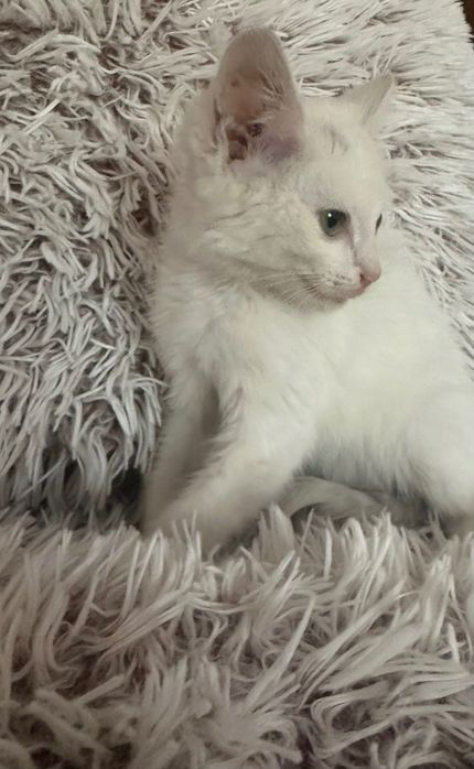 Котики: білий, чорно-білий, чорний