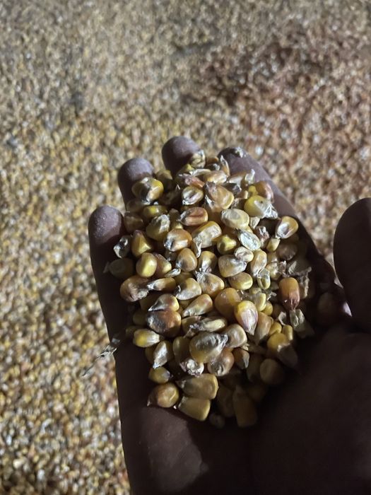 Кукурудза свіжа .