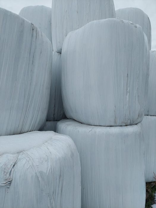 Sianokiszonka z koniczyny