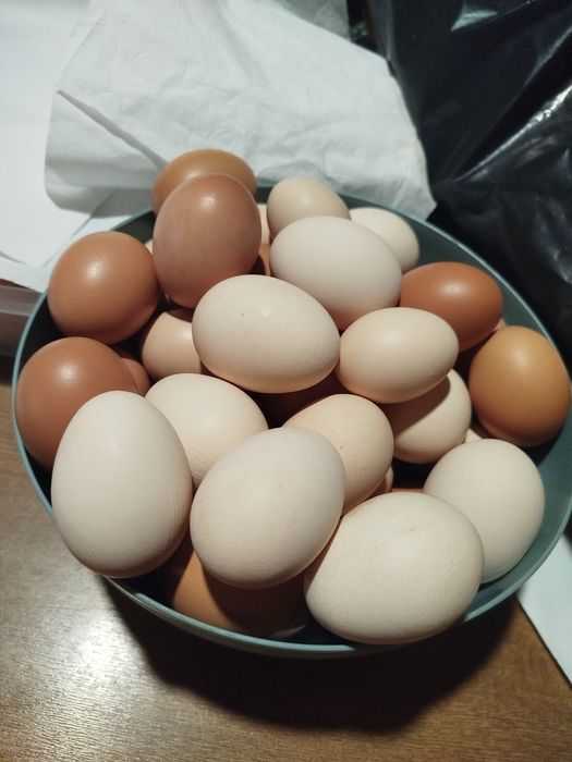 Ovos caseiros galinha