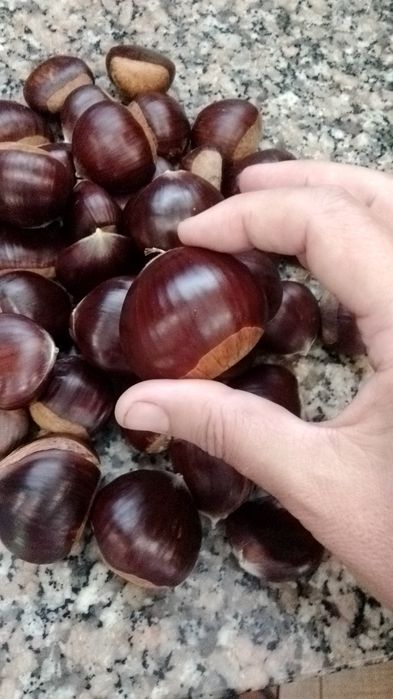 Castanheiros para transplantar