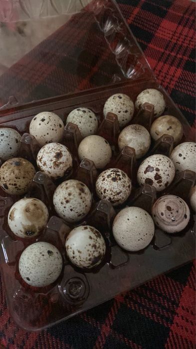 Внкубаційне яйце домашніх перепелів