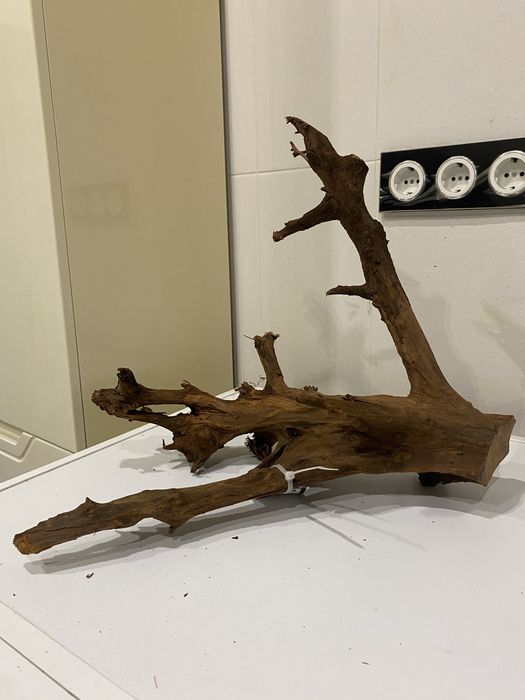 Коряга корч корень Мангровое дерево Малайзия