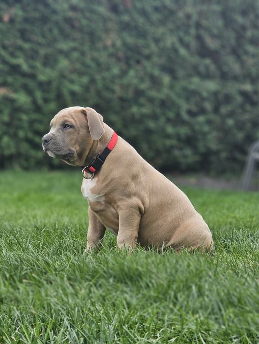 Piękny pies american bully xl
