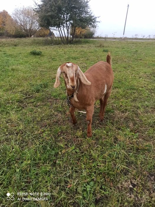 Продам! 93% англонубійка , вік 1р.7 місяців