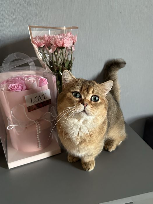 Манчкін котик на вʼязку коротколапий золота шиншила