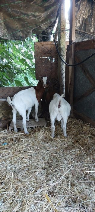 Casal Boer puros