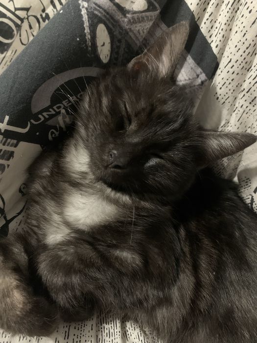 Віддмо котика