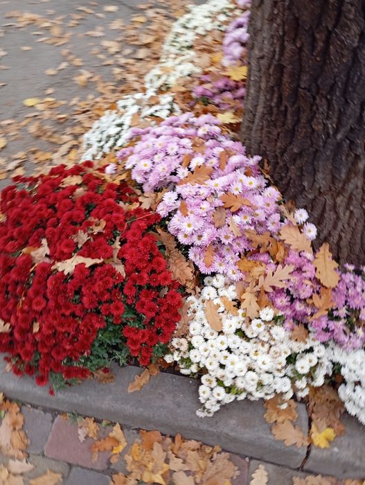 Продам хризантеми