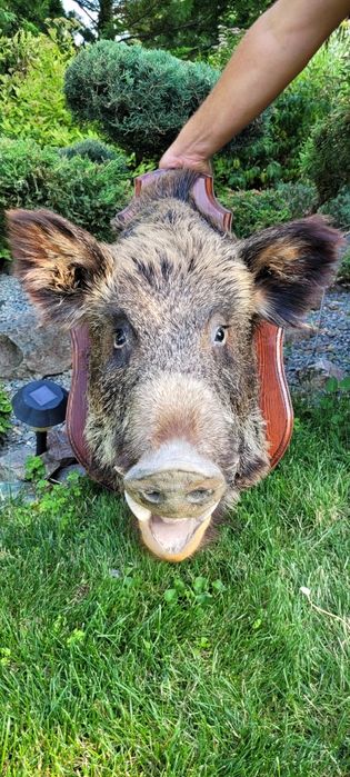 Чучело дикого кабана