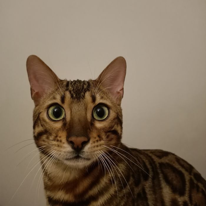 Kot bengalski rodowód FPL/FIFE