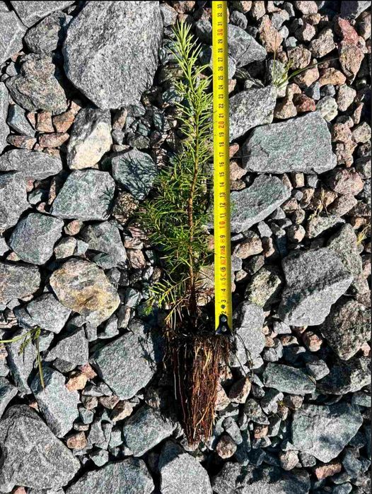 Саджанці Модрини, Ялини, Сосни, Ялиці