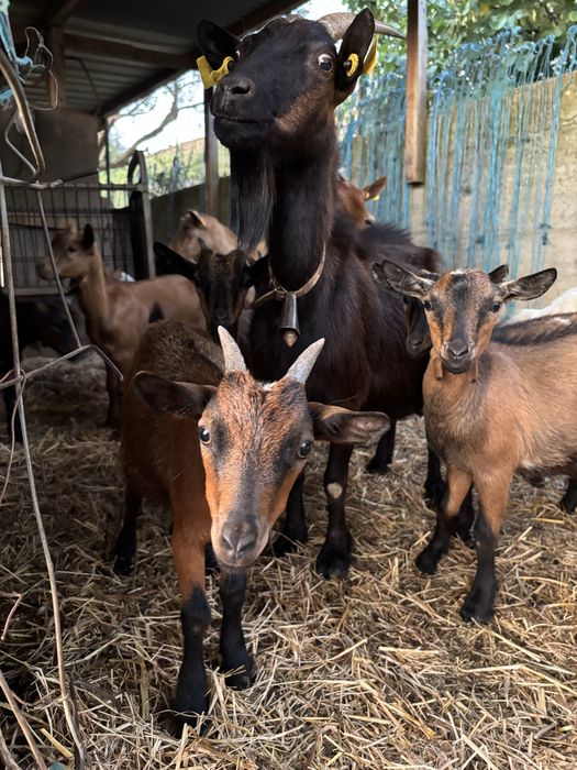Cabras anãs varias cores
