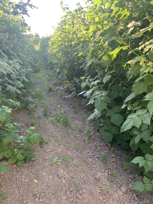 Саджанці малина Октавія (октавіа)