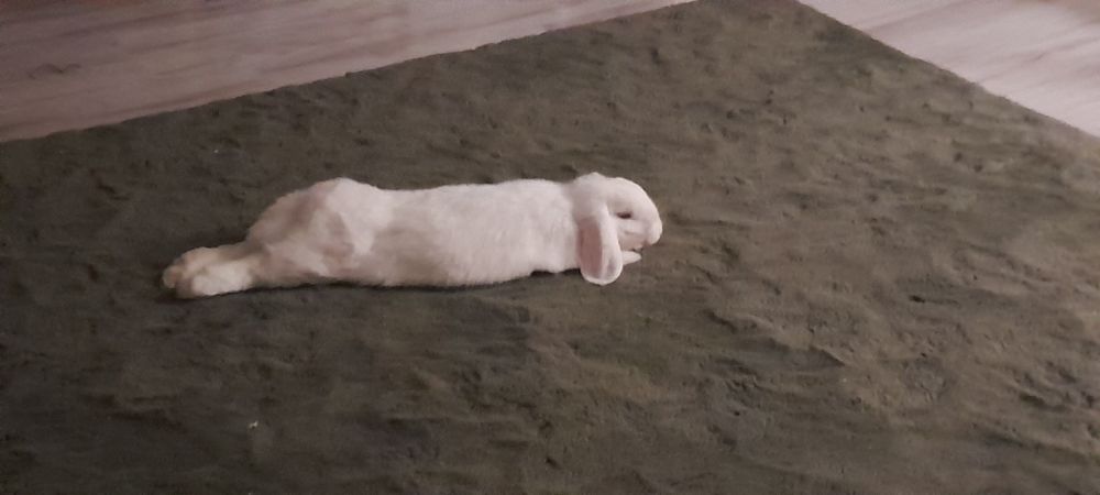 REZERWACJA Mała Baby szuka nowego domu