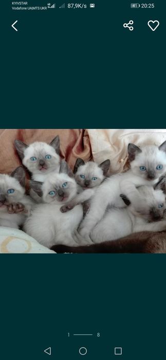 Сіамські кошенята
