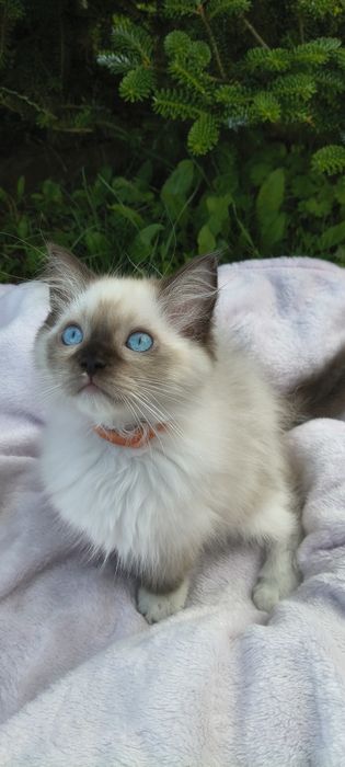 Kocurek Ragdoll - gotowy do odbioru