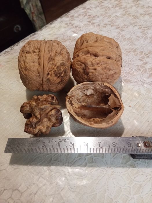 Грецький горіх привитий