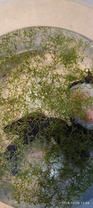 Wgłębka roślina akwariowa