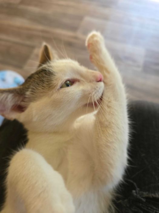 Bieszczadzkie kocięta do adopcji.