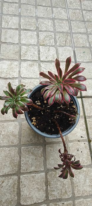Planta Aeonium ‘Black Magic’ Variegata