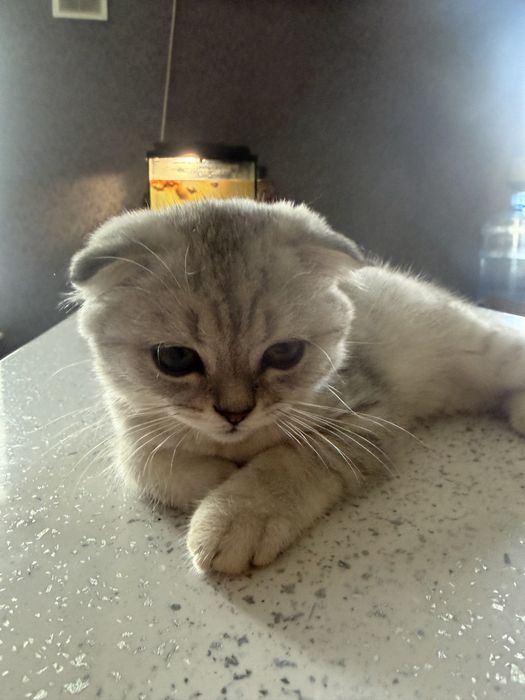 Котик скоттиш страйт+серебряная шиншила