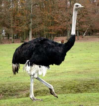 kury drób przepiórki strusie lepsza nieśność wydajność hodowla