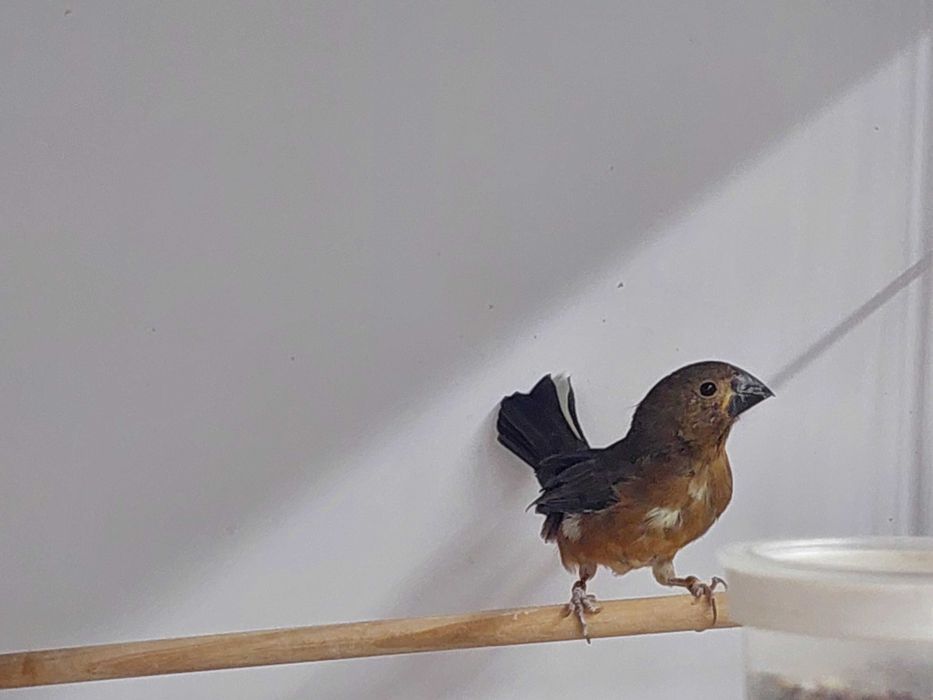 Casal de bicudos